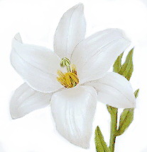 Bílá lilie
